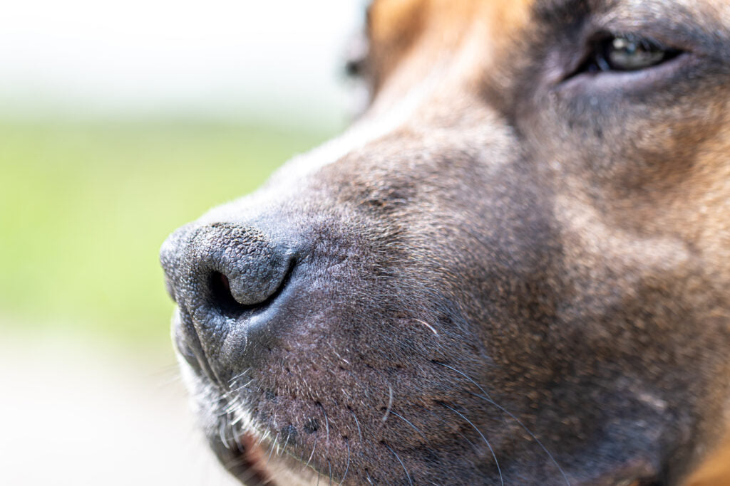 Uncovering the Unseen Wonders of Your Furry Friend